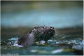 Loutre_Z19_2758_RC