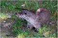 Loutre_Z19_2916_RC