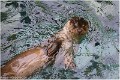 Loutre_Z19_3062_RC