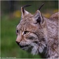 Lynx_A19_0380_RC