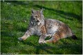 Lynx_Z19_0371_RC