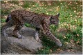 Lynx_Z19_3187_RC