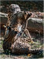 Ocelot_A11_11086_RC