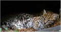 Ocelot_Z19_3183_RC