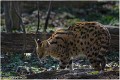 Serval_Z19_0342_RC