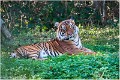 Tigre_du_Bengale_A11_11197_RC