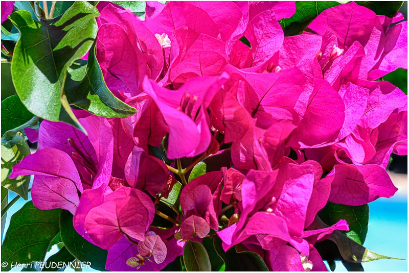 Bougainvillee_Z20_0662-FS_RC.jpg