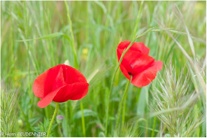 Coquelicots_A13_2338_RC.jpg