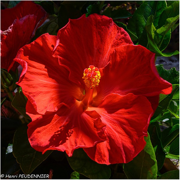 Hibiscus_1_Z20_0621-FS_RC.jpg