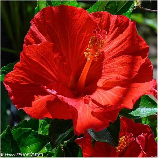 Hibiscus_2_Z20_0642-FS_RC.jpg