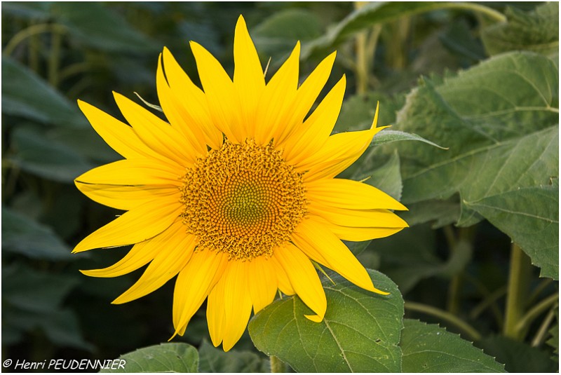 Tournesol_B18_1309_RC.jpg