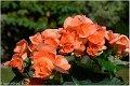 Begonia_Z20_0449-FS_RC