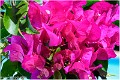 Bougainvillee_Z20_0662-FS_RC