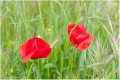 Coquelicots_A13_2338_RC