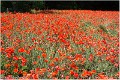 Coquelicots_B17_2698_RC