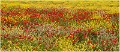 Coquelicots_et_colza_A13_2529_RC