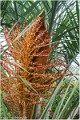 Fleur_de_Butia_B17_2989_RC