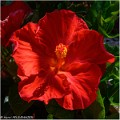 Hibiscus_1_Z20_0621-FS_RC