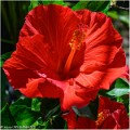 Hibiscus_2_Z20_0642-FS_RC