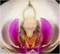 Orchidee_Z18_0163_RC