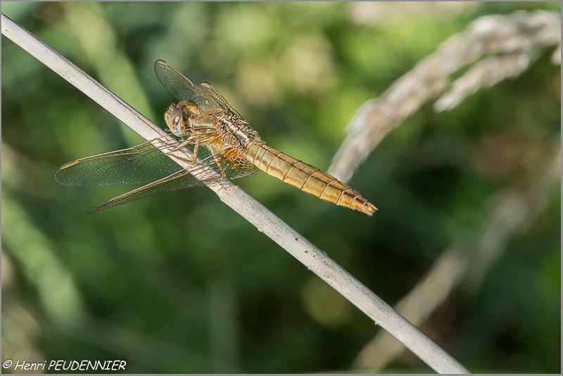 Libellule_Crocothemis_erytraeaB16_1553_RC.JPG