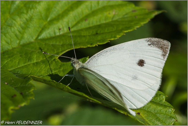 Pieride_du_chou_B16_1560_RC.JPG
