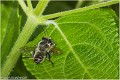 ABEILLE_B15_4842_RC