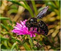 Abeille_charpentiere_A09-2542_RC