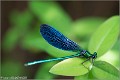 Libellule_Calopterix_B16_1442_RC