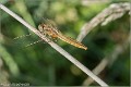 Libellule_Crocothemis_erytraeaB16_1553_RC