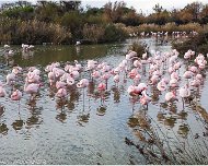 Flamant_Rose_20161214_135803_RC