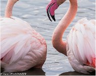 Flamant_Rose_A16_4036_RC