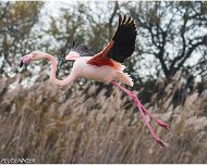 Flamant_Rose_A16_4099_RC