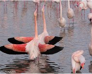 Flamant_Rose_A16_4174_RC