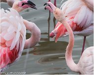 Flamant_Rose_A16_4311_RC