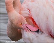 Flamant_Rose_A16_4348_RC