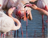 Flamant_Rose_A16_4386_RC