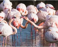 Flamant_Rose_A16_4387_RC
