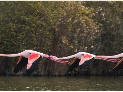 Flamants Le Flamant Rose est une des 400 espèces d'oiseaux observées en Camargue à ce jour. Il est peut-être le plus fascinant....