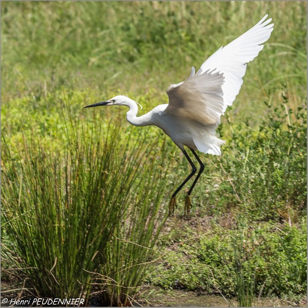 Aigrette_Garzette_A16_1376_RC.JPG