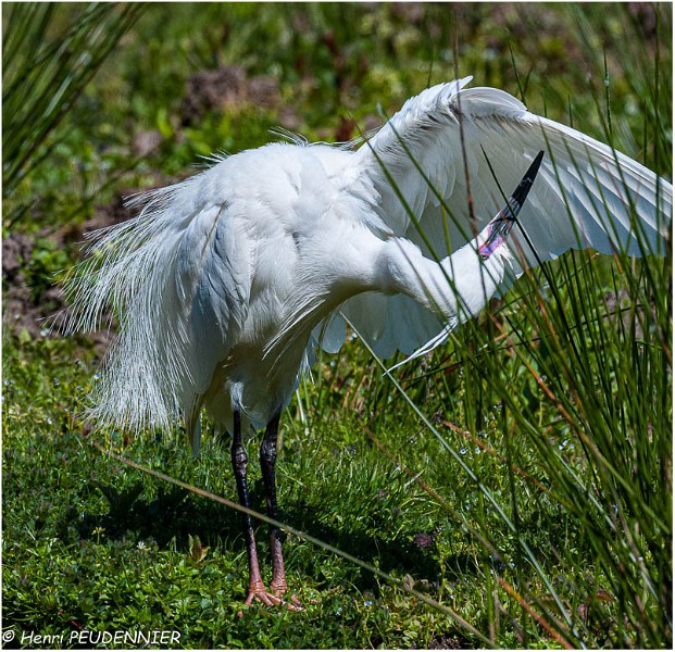 Aigrette_garzette_A13_1995_RC.jpg