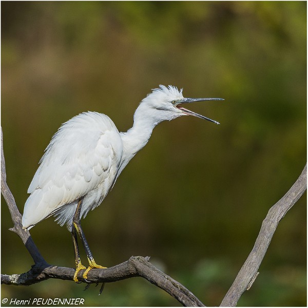 Aigrette_garzette_A16_3304_RC.jpg