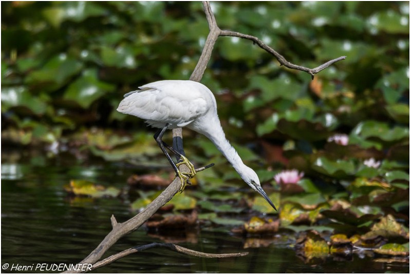 Aigrette_garzette_A17_4589_RC.jpg