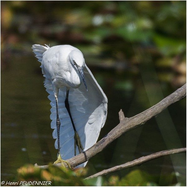 Aigrette_garzette_A17_4639_RC.jpg