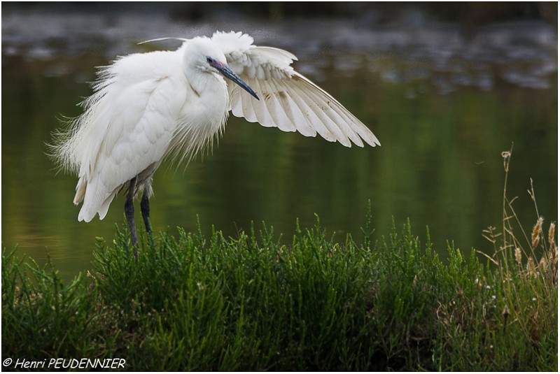 Aigrette_garzette_A18_2475_RC.jpg