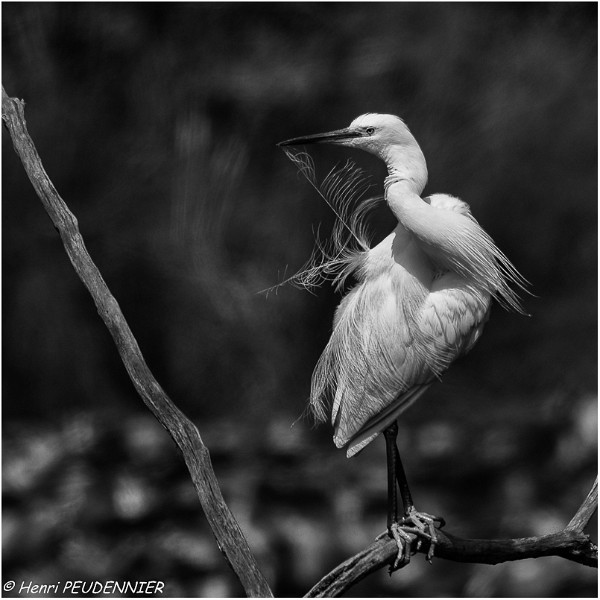 Aigrette_garzette_A18_2663_RC-2.jpg