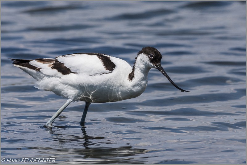 Avocette_elegante_A16_1567_RC.JPG