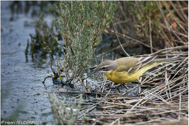 BERGERONNETTE DES RUISSEAUX-A17_4444_RC.jpg