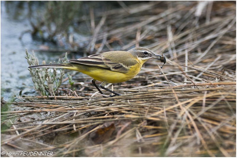 BERGERONNETTE DES RUISSEAUX-A17_4470_RC.jpg