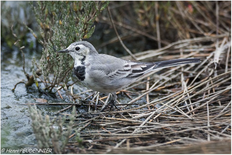 BERGERONNETTE GRISE-A17_4354_RC.jpg